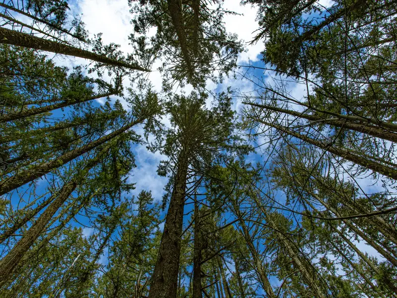 Tall evergreen trees against a blue sky